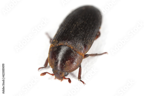 
Dermestes bicolor is a species of beetle in the family skin beetles (Dermestidae). It can be found in apartments near nesting pigeons. Isolated on a white background.