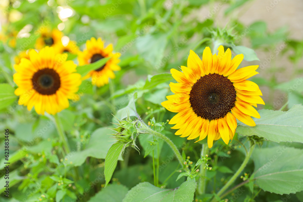 Vibrant sunflowers and other blossoming flowers symbolize joy, optimism, and the arrival of happiness in the rejuvenating season of spring Vibrant sunflowers and other blossoming flowers symbolize joy, optimism, and the arrival of happiness in the rejuvenating season of spring