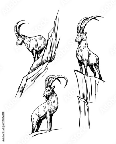 Mountain goat, ibex, capricorn. Hand drawn vector sketch illustration