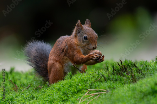 Eurasian red squirrel (Sciurus vulgaris) eating a nut in the forest of Noord Brabant in the Netherlands.                                                                      © Albert Beukhof