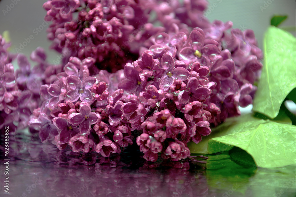 lilac flowers with dew drops on a mirror surface, background with blooming lilac branches, lilac lilac flowers with dew drops on a mirror surface, background with blooming lilac branches, lilac