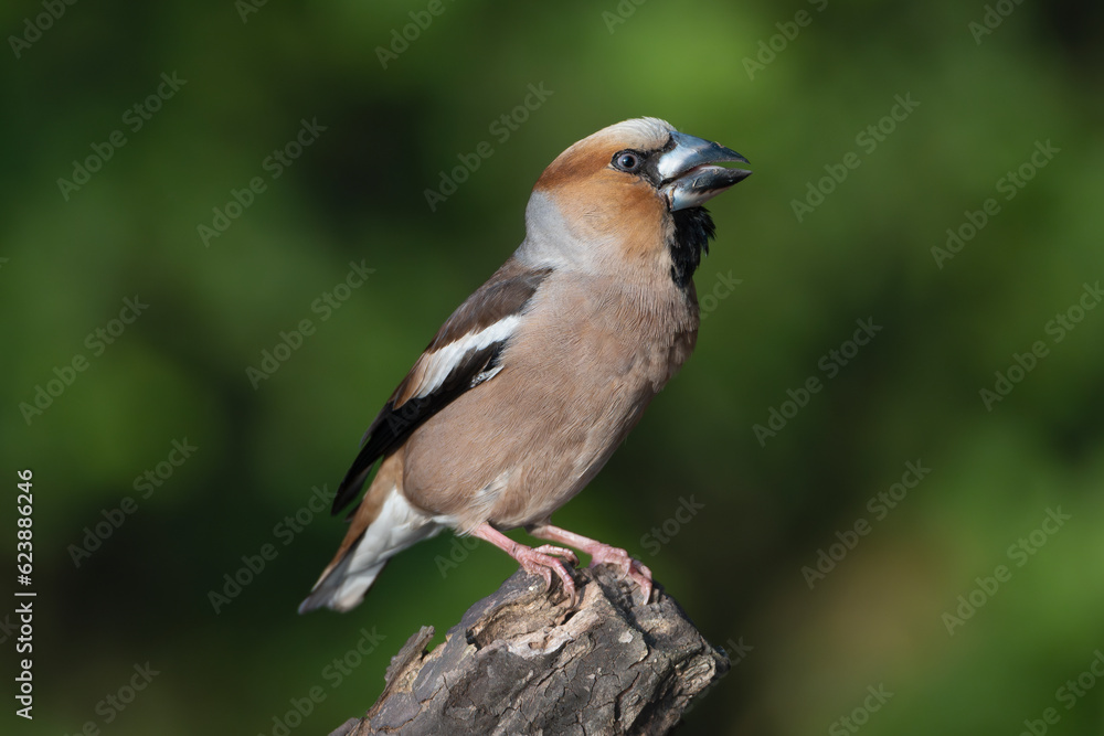 Hawfinch - Coccothraustes coccothraustes perched with dark green background. Photo from Kisújszállás in Hungary. Hawfinch - Coccothraustes coccothraustes perched with dark green background. Photo from Kisújszállás in Hungary.