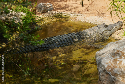 фотографія A crocodile is resting in the shade of trees in a pond