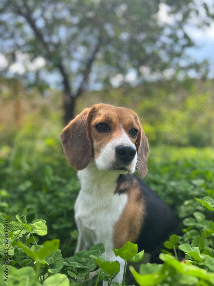 A portrait of a beagle on the grass