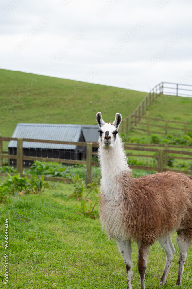 Portrait of a brown white Llama that looks towards camera