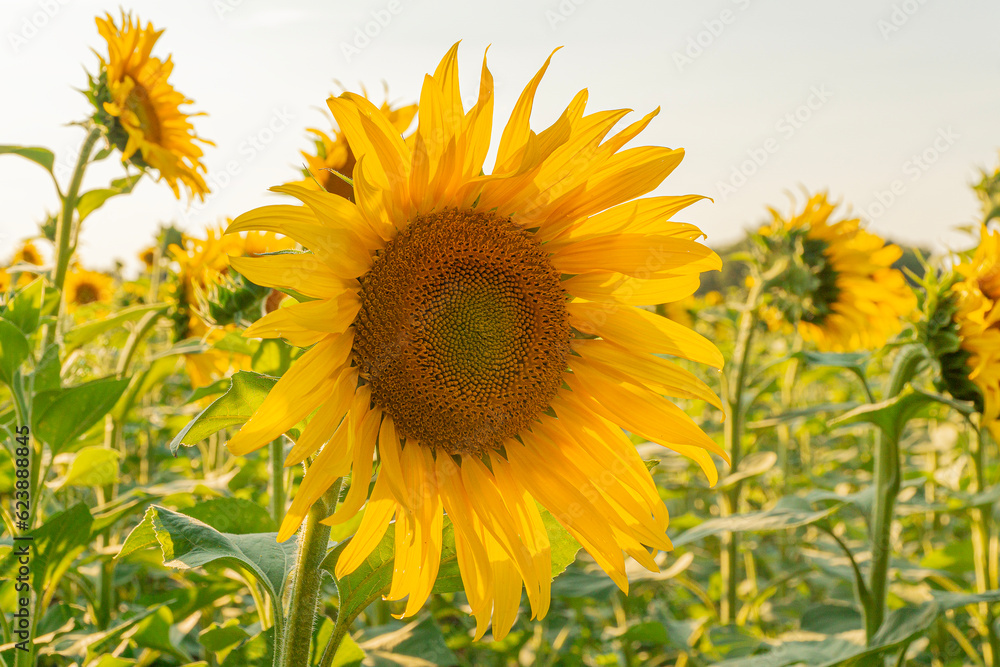 Beauty blooming sunflowers in the field.