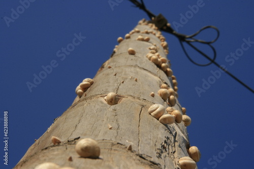 Kriechende Schönheit: Schnecken erobern den Himmel am hölzernen Mast photo