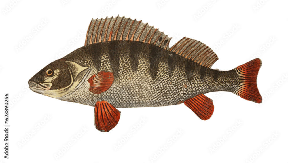 Naklejka premium Perch fish on 17th century hand colored etching.