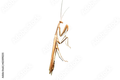 Wallpaper Mural Mantis insect side view. Torontodigital.ca