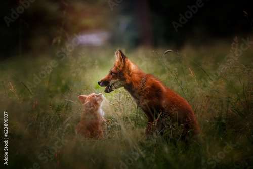 Red fox and cat