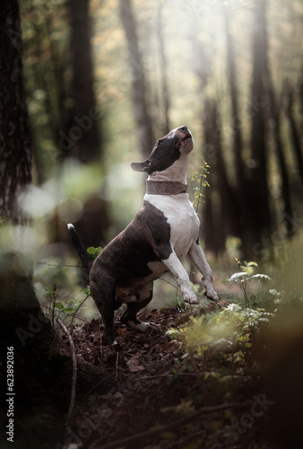 Dog in spring forest