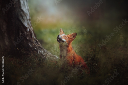 Red fox