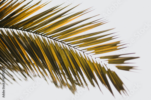Coconut palm tree leaves. Beautiful summer exotic tropical nature background. Summer travel, vacation concept.