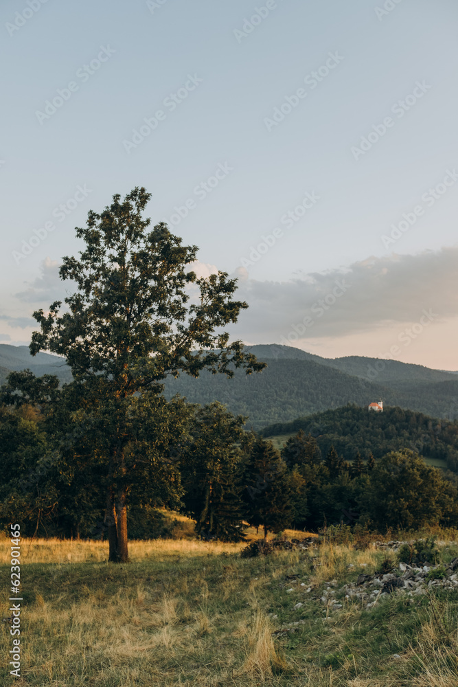 Obraz premium lonely tree on top of a hill at sunset, slovenia