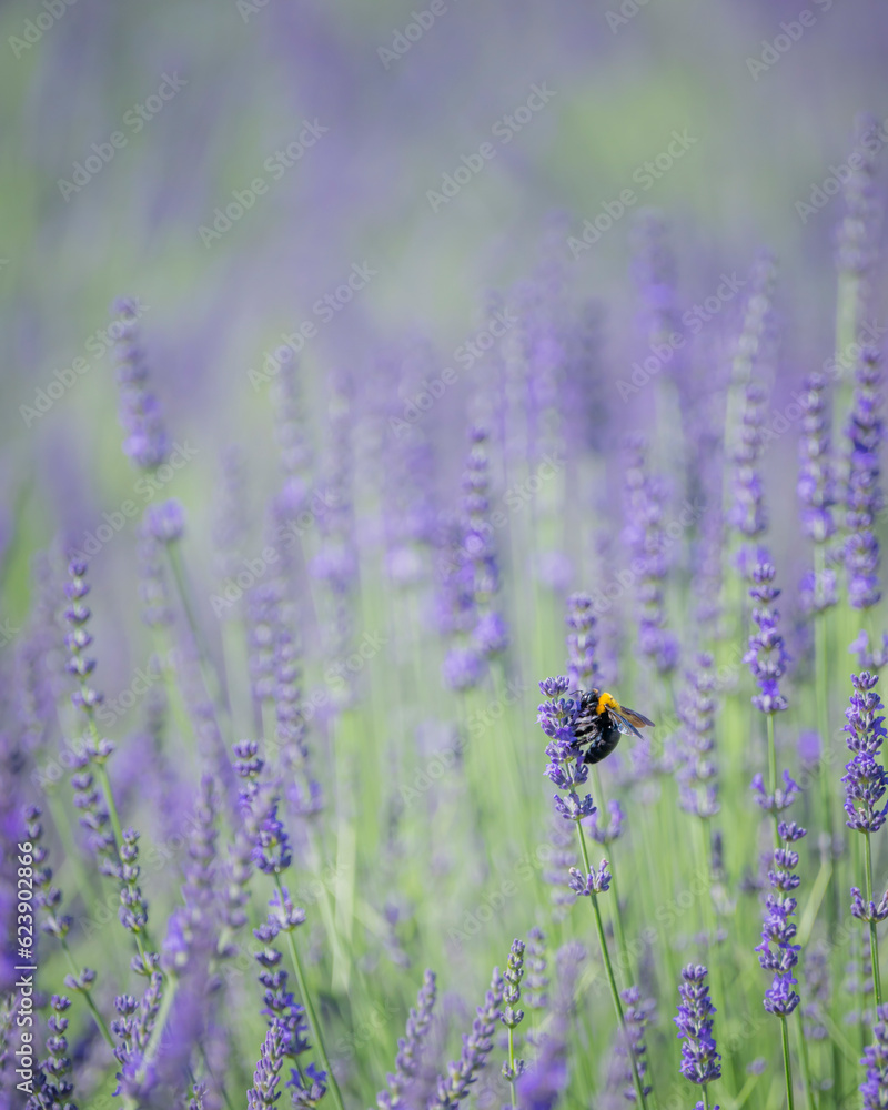 ラベンダー畑とクマバチ