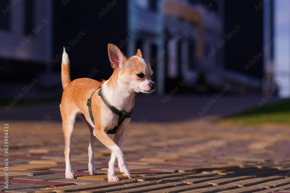 Portrait of Chihuahua, cute little dog walking in the city on street, with building in background.