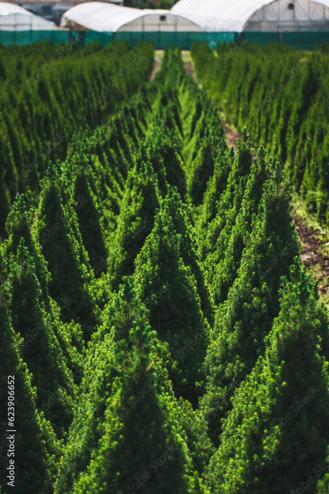 conifers are planted in rows on the field. farm conifers are planted in rows on the field. farm