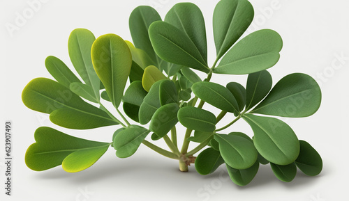 Fenugreek Leaf green fresh plant kasuri production white background image AI generated art
