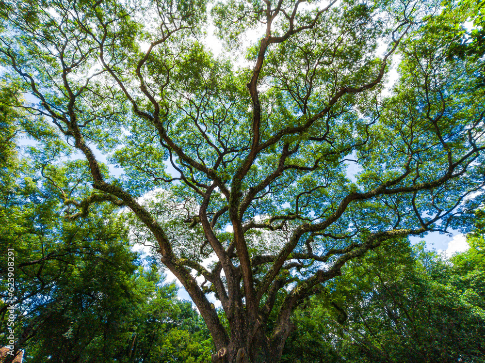green leaves branch shining and branches with fluffy clouds blue sky daylight background. green leaves branch shining and branches with fluffy clouds blue sky daylight background.