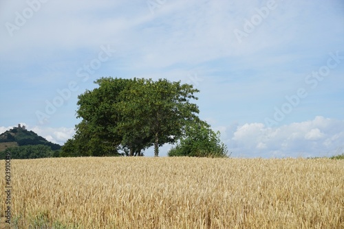 Weizenfeld vor Bäumen, Berg und blauem Himmel mit weißen Wolken bei Sonne am Mittag im Sommer