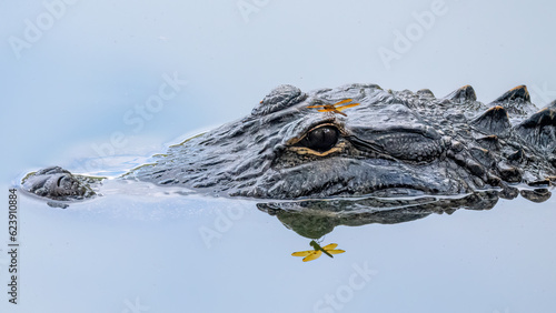 american alligator swimming in a pond with a dragonfly perched on its eye