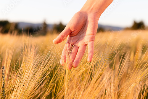 Hand touching barley  grain species  agricultural plants  closeness of man and nature