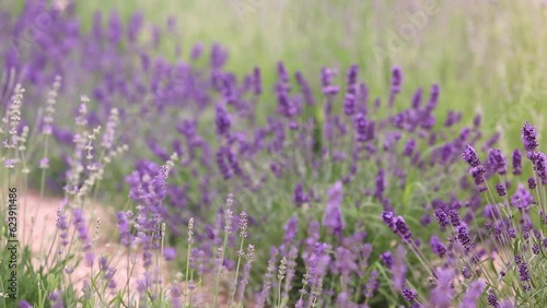 Sunset over a violet lavender field in Provence, France
