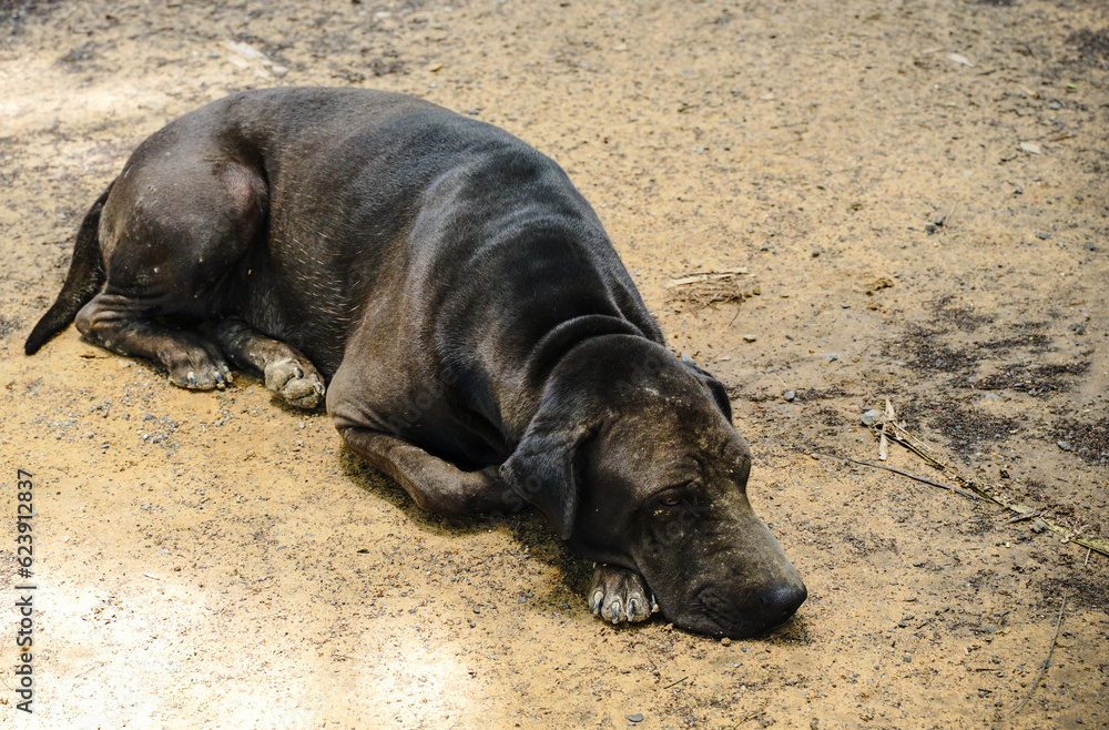 Stray dogs crouched lonely on the ground./dog sleeping Stray dogs crouched lonely on the ground./dog sleeping