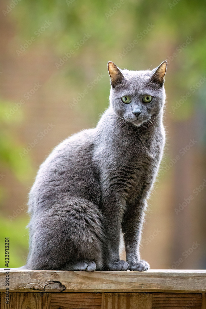 Beautiful Russian blue cat portrait outdoors Beautiful Russian blue cat portrait outdoors