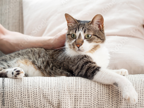 ソファの上で飼い主に撫でられる猫 © karinrin