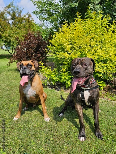 two dogs playing outside tongues out