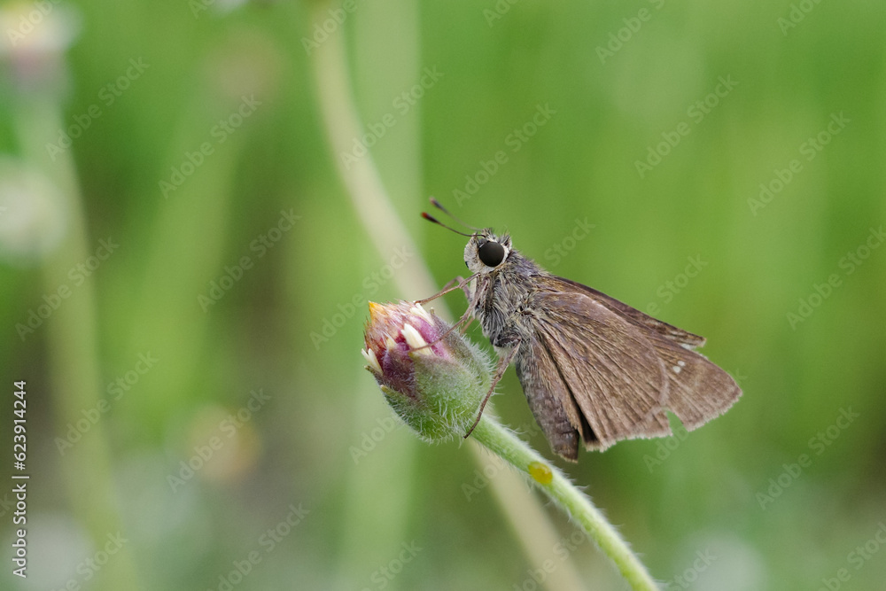 a butterfly belonging to the Hesperiidae family a butterfly belonging to the Hesperiidae family