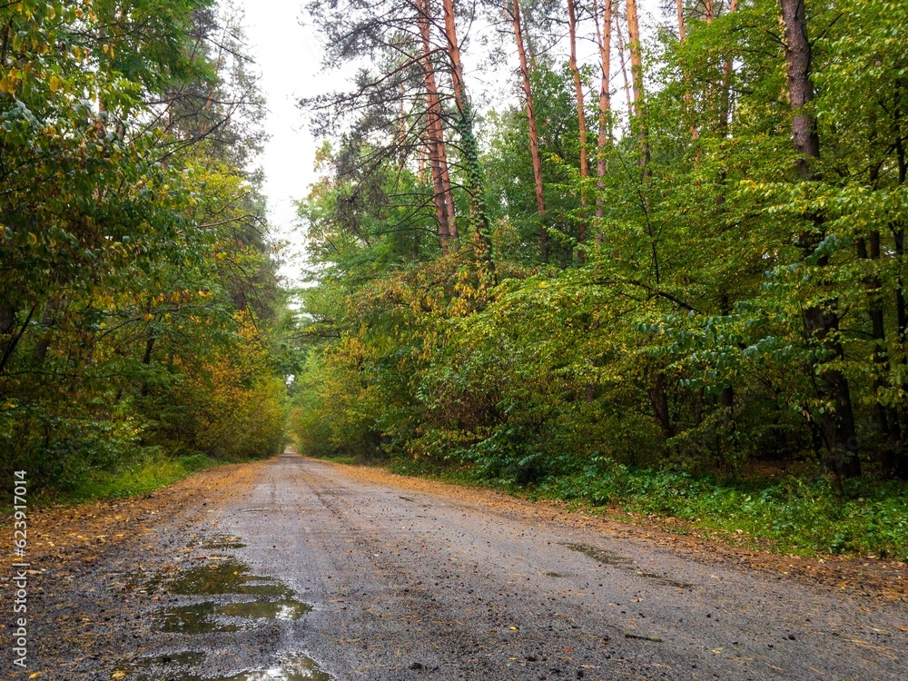 Fototapeta premium road in autumn forest