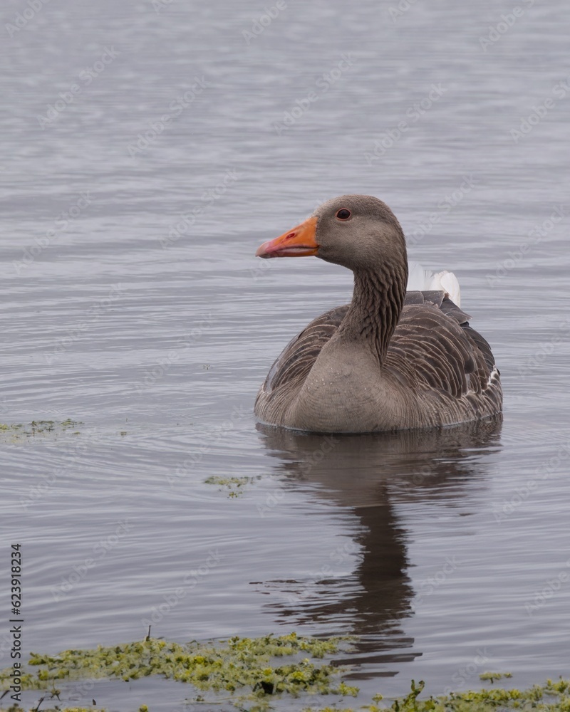 Greylag goose swimming on a freshwater lake Greylag goose swimming on a freshwater lake