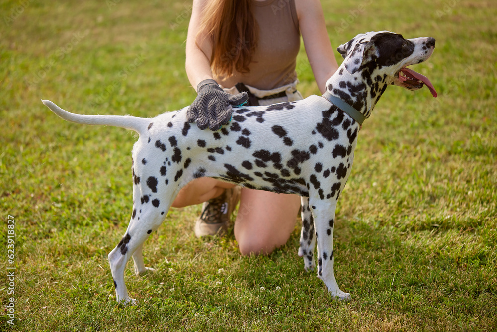 girl combing the hair of a dog Dalmatian in the park, caring for a dog girl combing the hair of a dog Dalmatian in the park, caring for a dog