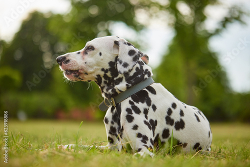 girl gives bone to dalmatian dog  dog food