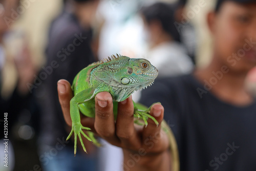 Young man holding green iguana reptile