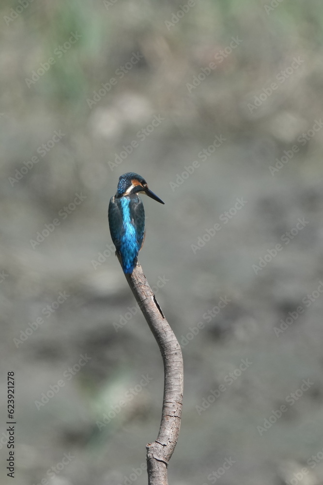 common kingfisher on a pearch