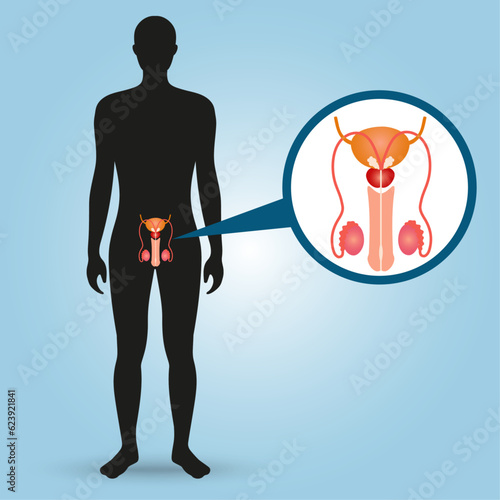 Male reproductive system infographic in vector illustration 
