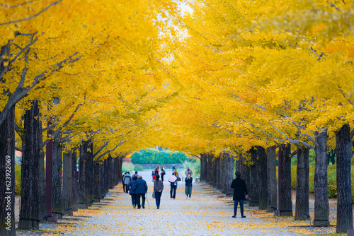 Japan - November 2, 2018 : Colorful Gingko Tree Tunnel in autumn at Azuma Sport Park, Azuma Sprot Park is one of most famous park in Fukushima , Japan photo