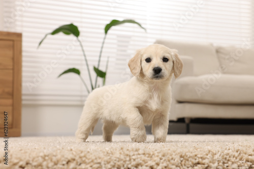 Cute little puppy on beige carpet at home