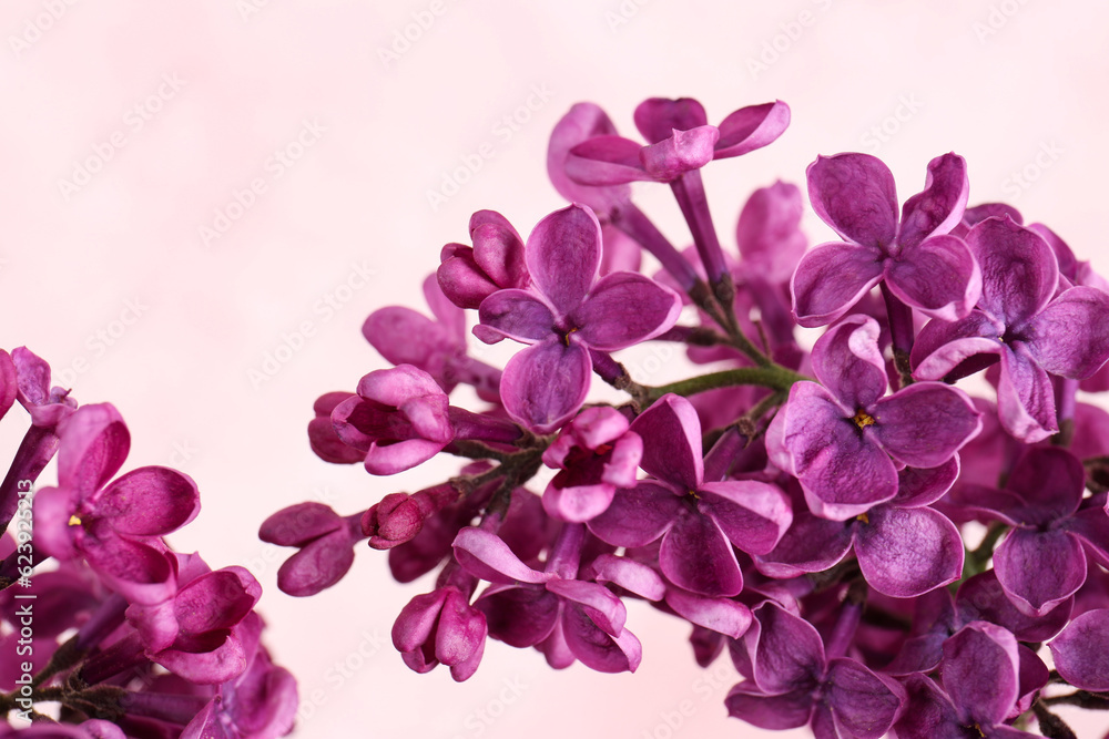 Closeup view of beautiful lilac flowers on light background Closeup view of beautiful lilac flowers on light background