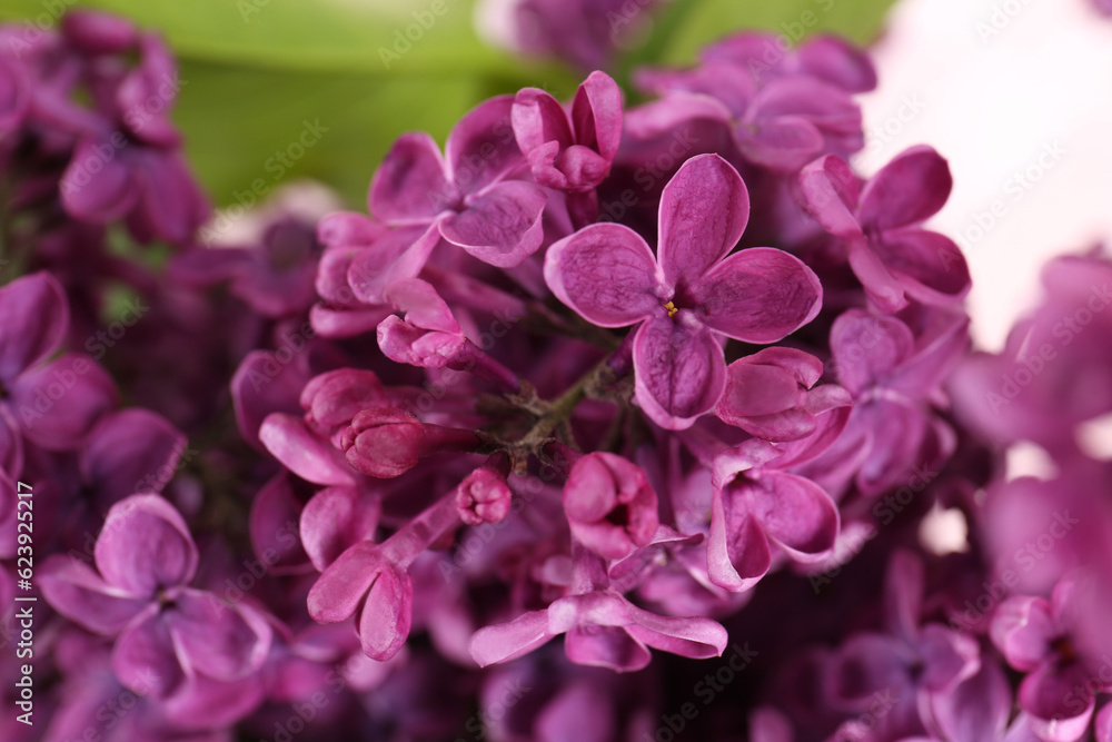 Closeup view of beautiful lilac flowers on blurred background Closeup view of beautiful lilac flowers on blurred background