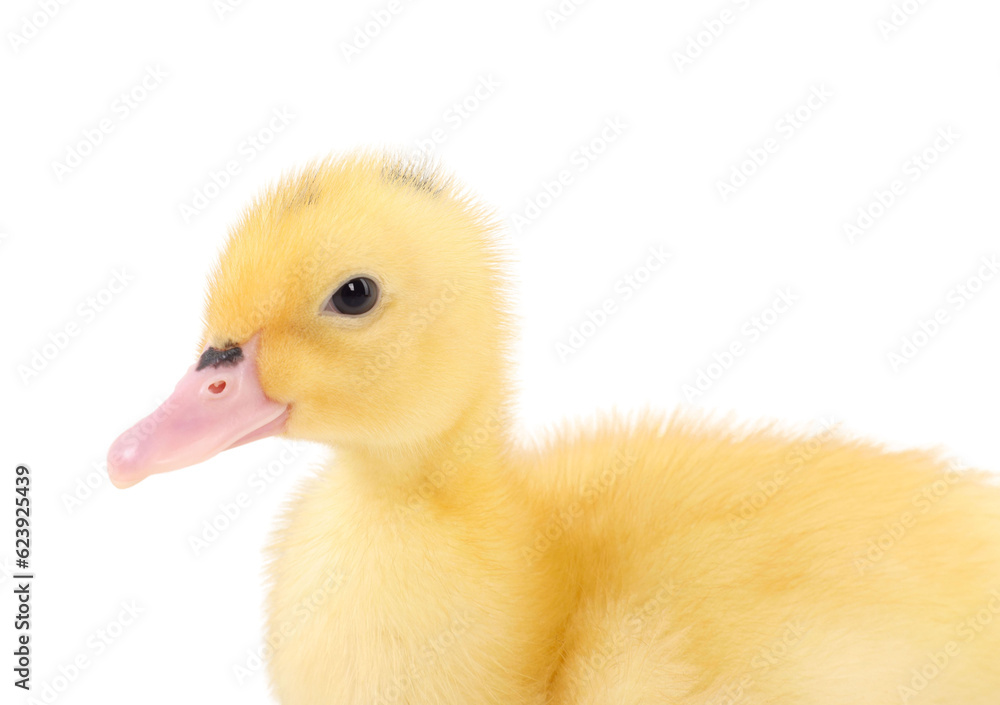 Baby animal. Portrait of cute fluffy duckling on white background Baby animal. Portrait of cute fluffy duckling on white background