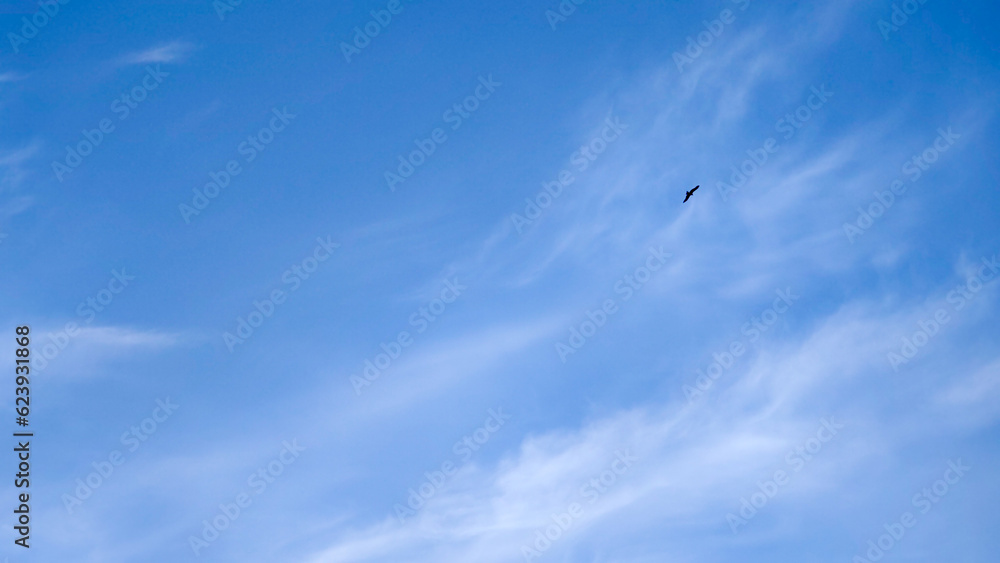 青空に浮かぶ白い雲と大空を舞う鳥