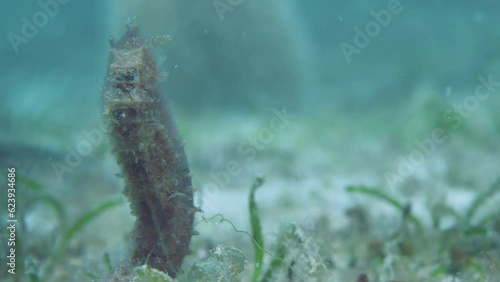 Wonderful seahorse feeding green seaweed on ocean bottom photo