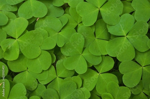 Top down view of field of Redwood Sorrel (Oxalis oregana), creating a textured green surface.  photo