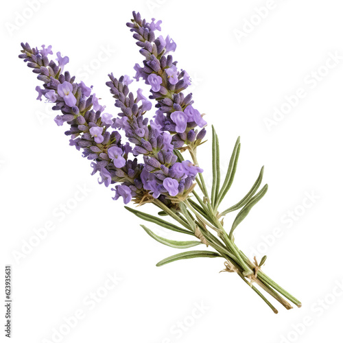Lavender flower . isolated object, transparent background