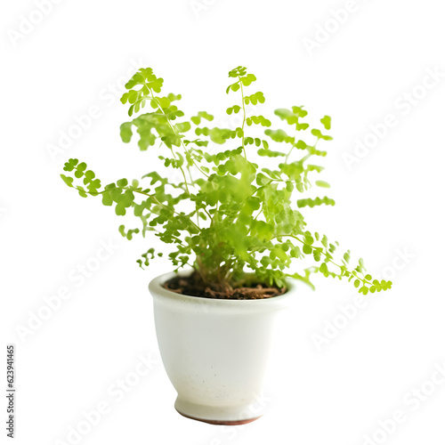 Little green plant in white pot isolated on white background.clipping path