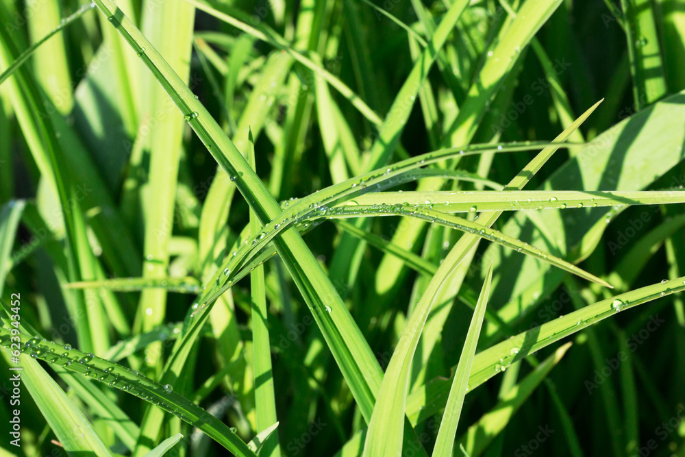 Beautiful drops of fresh morning dew in lush green grass macro. Dripping clear transparent water, summer in nature. A beautiful artistic depiction of the beauty and cleanliness of the environment. Beautiful drops of fresh morning dew in lush green grass macro. Dripping clear transparent water, summer in nature. A beautiful artistic depiction of the beauty and cleanliness of the environment.